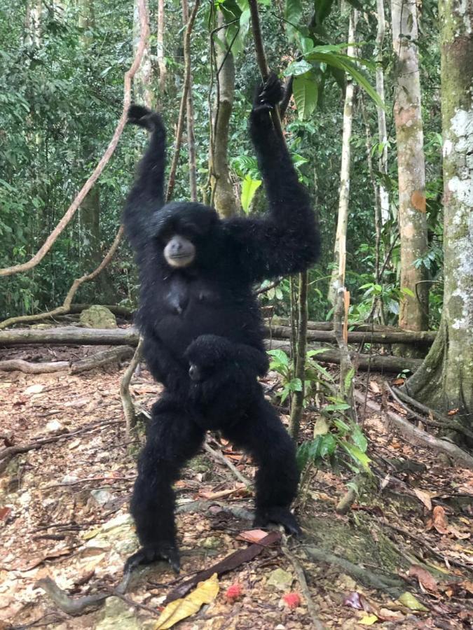 Bukit Lawang Hotel Eksteriør billede