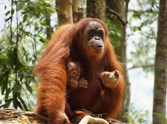 Bukit Lawang Hotel Eksteriør billede
