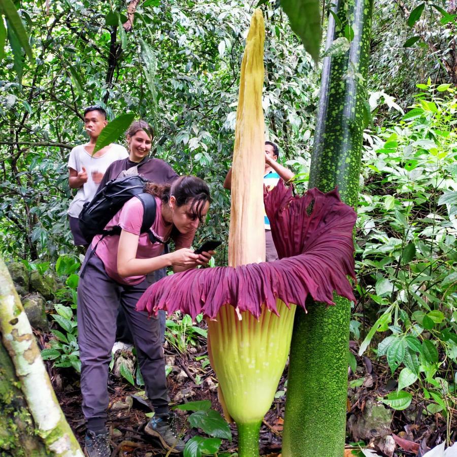 Bukit Lawang Hotel Eksteriør billede